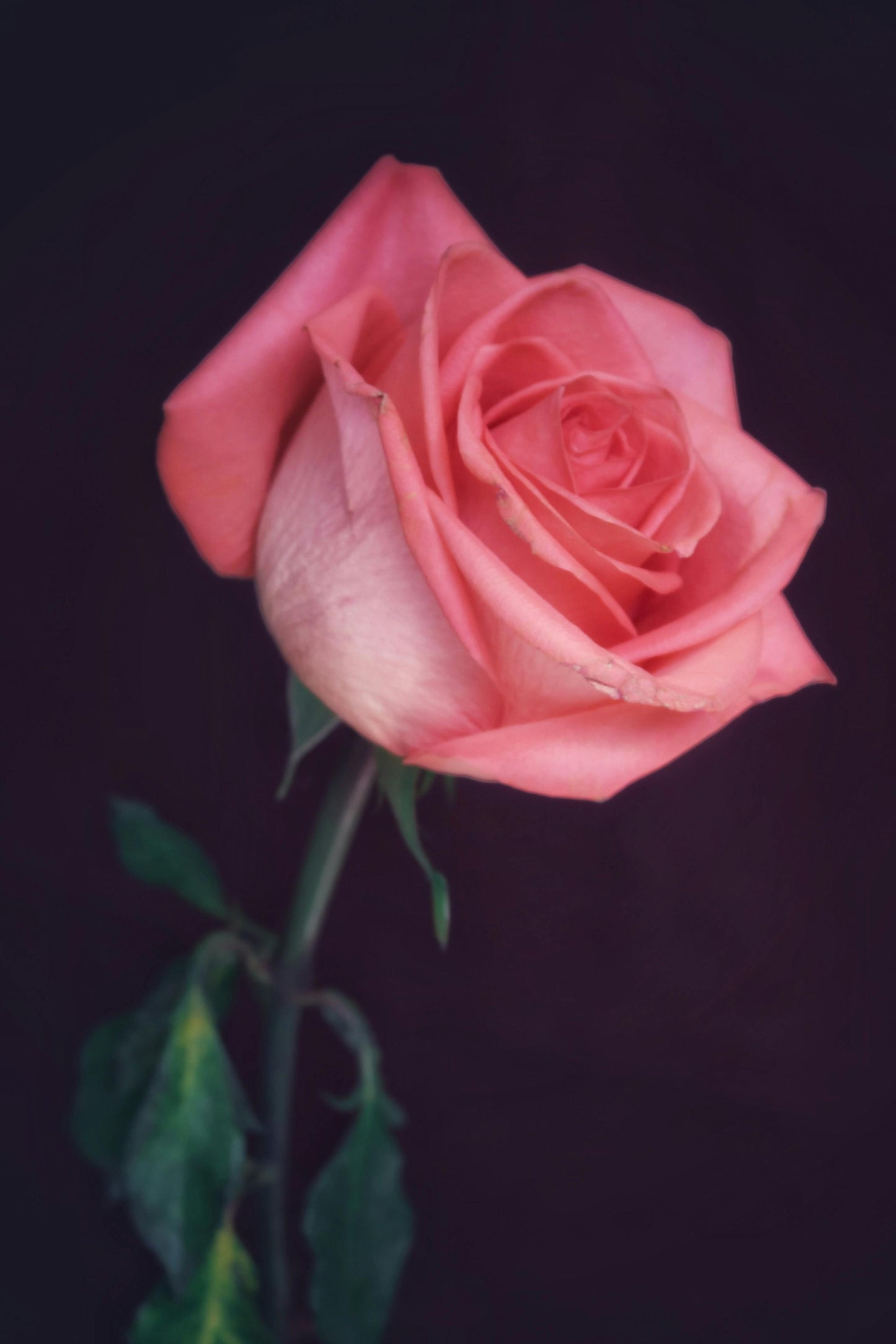 🌼 Flourishing Rose Contribution — $25