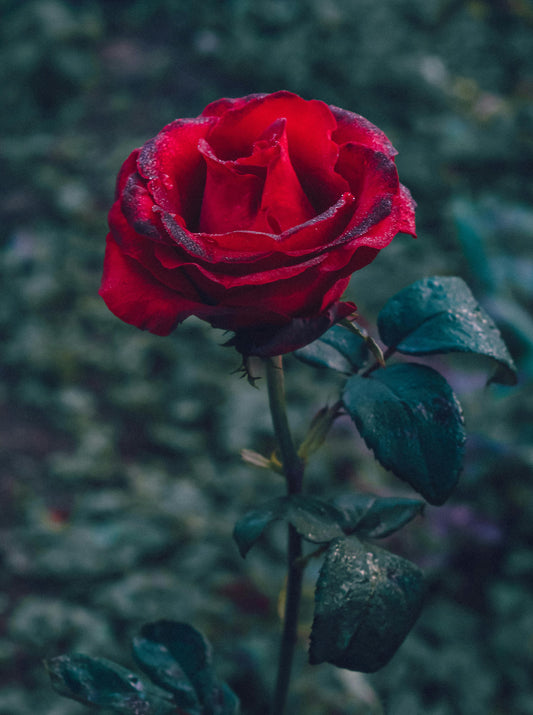 🌹 Gilded Rose Contribution — $40