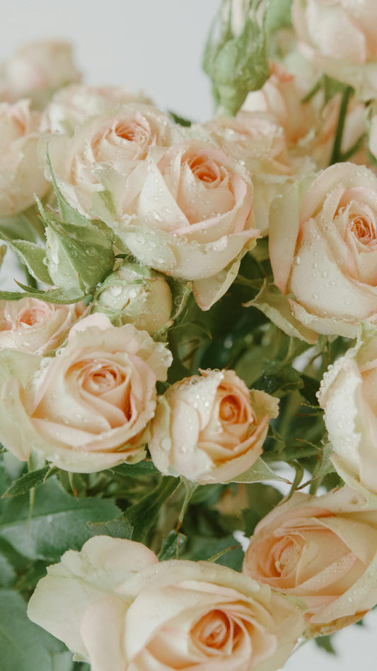 👑 Crowned Rose Contribution — $75