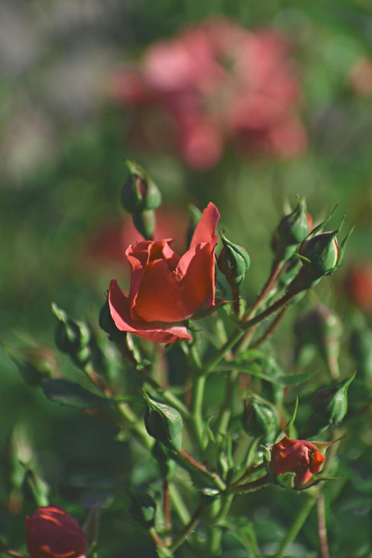 🌷 Growing Rose Contribution — $15