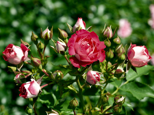 🌸 Blooming Rose Contribution — $20