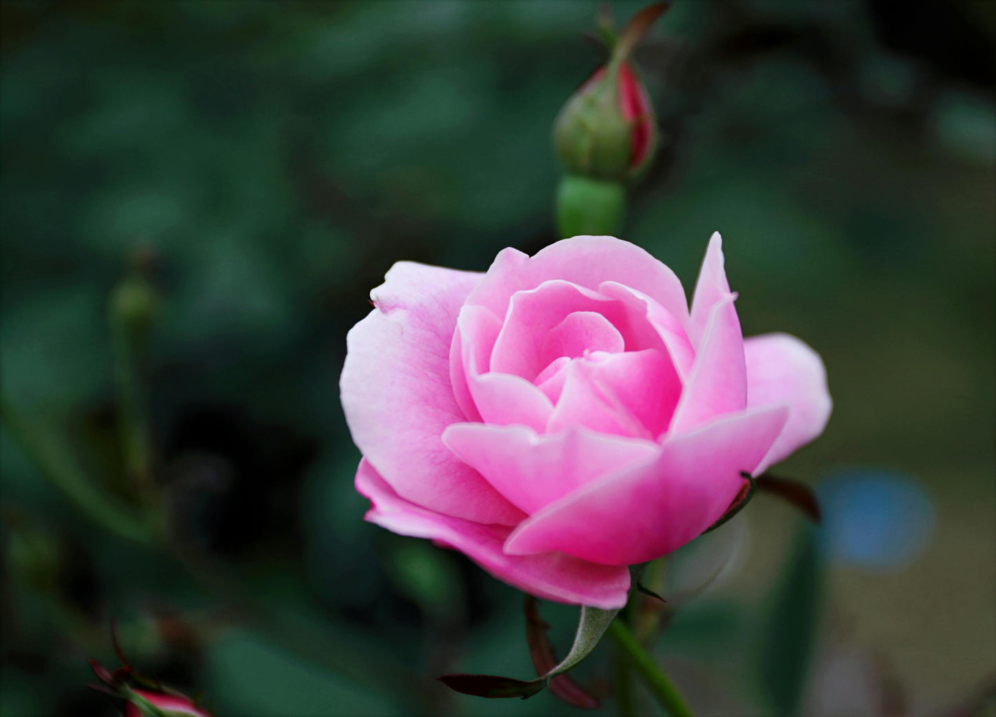 🌱 Gentle Bloom Contribution — $10