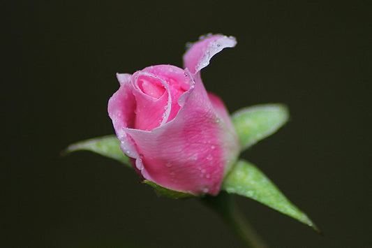 🌹 Rose Seed Contribution — $5